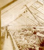 Early 1900s interior view of Binleys greenhouses